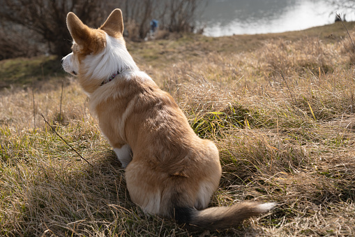 young corgi outdoors in early spring
