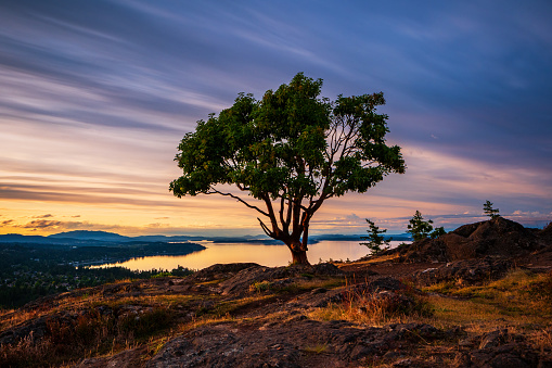 Single tree on little Mt. Doug in Victoria, BC, a popular recreational hiking spot.