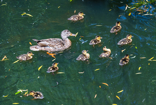 Ducks and ducklings swimming in a lake.