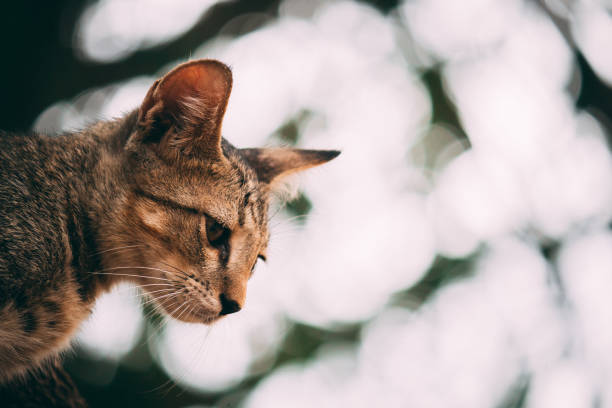 istock Portrait of a cute kitten 1306357595
