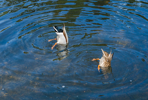 Ducks in a pond feeding.