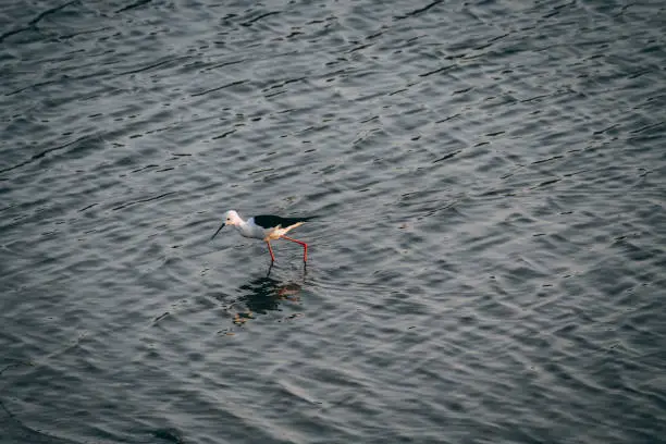 Bird standing on water in Vadsar lake in Wankaner, Gujarat, India