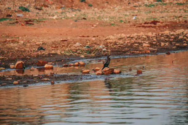Bird standing on water in Vadsar lake in Wankaner, Gujarat, India