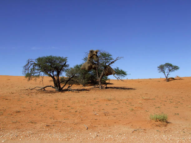 Sociable Weaver, Philetairus socius, bird nests in Acacia trees, Kalahari Desert, Northern Cape, South Africa stock photo