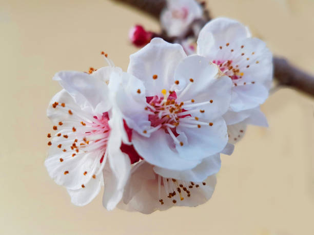 istock apricot flowers on tree branch spring season background 1306361773
