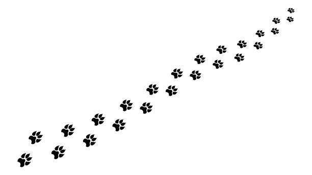 istock Chain footprints in snow large animal clipart. Black prints predatory beast with wide paws and sharp claws. 1306361882