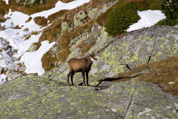 istock Chamois in the High Tatras 1306361972