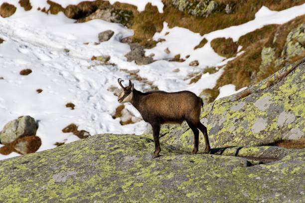 istock Chamois in the High Tatras 1306362028