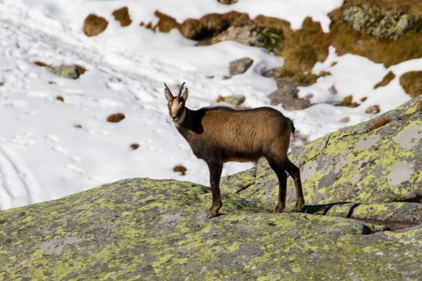 istock Chamois in the High Tatras 1306362062