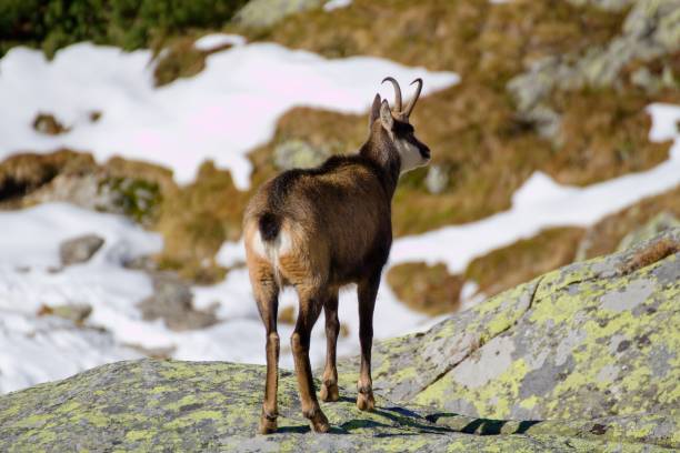 istock Chamois in the High Tatras 1306362120