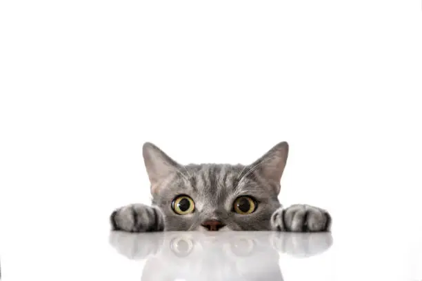 Photo of British shorthair cat on white background