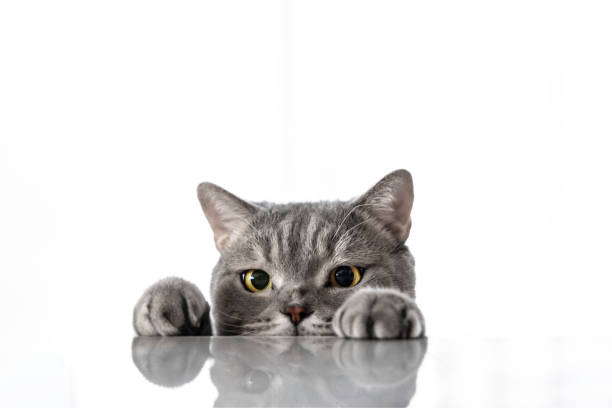 istock British shorthair cat on white background 1306362498