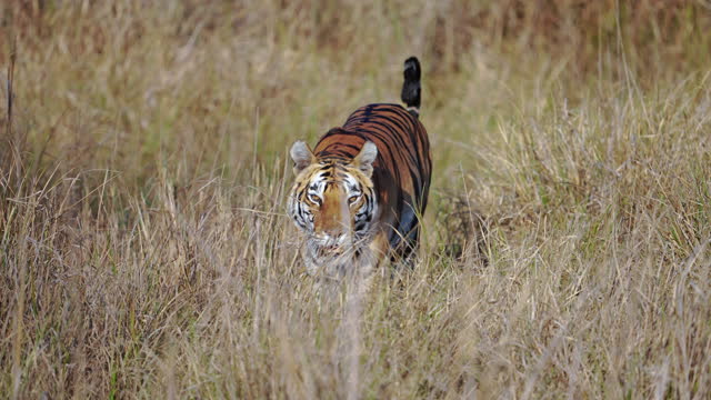 A beautiful bengal tiger walking in the meadows of a central Indian forest