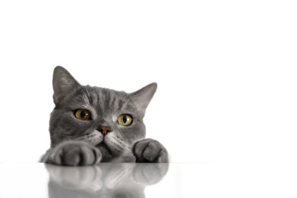 istock British shorthair cat on white background 1306362575