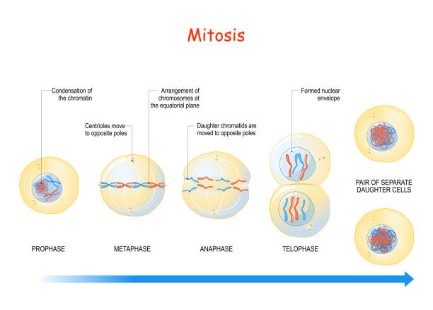 mitosis. cell division. Process of multiplication. mitosis. cell division stages from Interphase, Prophase, and Prometaphase to Metaphase, Anaphase, and Telophase. Process of multiplication. Vector illustration mitosis stock illustrations