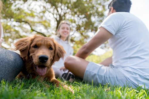 Beautiful curious dog having fun relaxing at the park while his owners catch up with friends