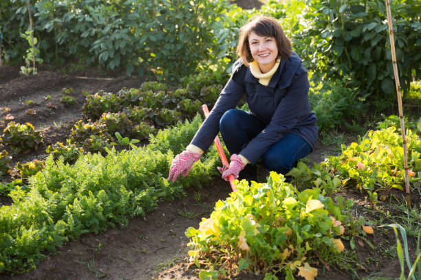 istock Young woman caring for beds with cabbage 1306366980