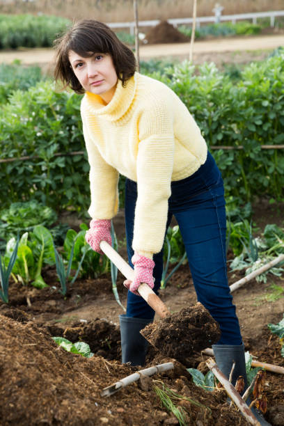 giovane donna scava letti in giardino - pleasance foto e immagini stock