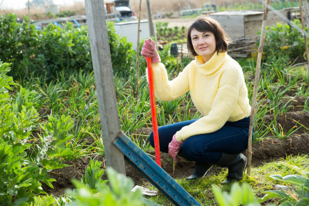 istock Female with hoe in the garden with cabbage and onion 1306367003
