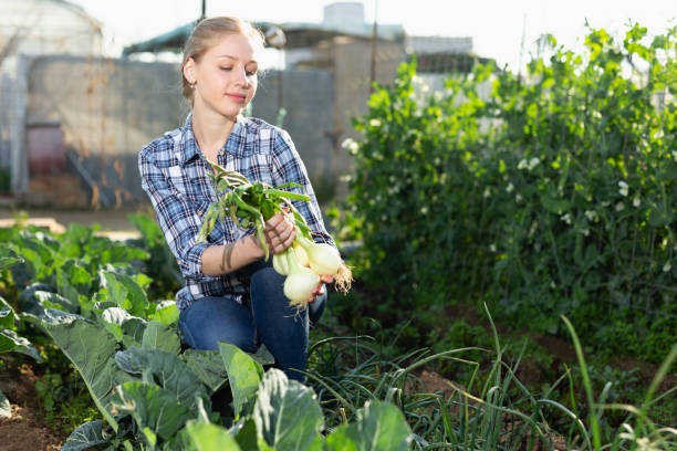 istock Woman harvesting fresh onion 1306367503
