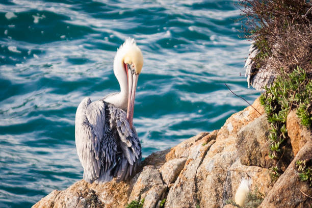 Brown Pelican Brown Pelican perched at Point Lobos point lobos state reserve stock pictures, royalty-free photos & images