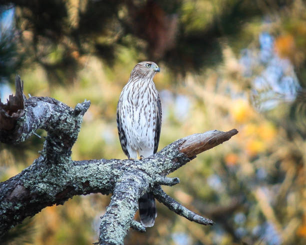 Cooper's Hawk Cooper's Hawk perched at Redwood Regional Park, California accipiter striatus stock pictures, royalty-free photos & images