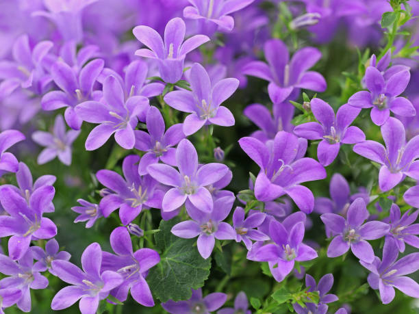 flor de primavera púrpura bellflower dálmata, campanula portenschlagiana, fondo de cerca - campánula fotografías e imágenes de stock