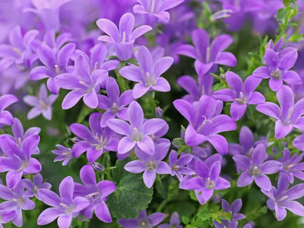 purple spring flower dalmatian bellflower, Campanula portenschlagiana, close up background.