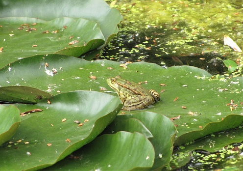 a green frog sits at a big green leaf of a water lily in a natural pond with duckweed in springtime