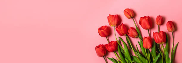 istock Valentines background. Red tulips on a pink background. Flat lay, top view. Greeting card for International Women Day. 1306369106