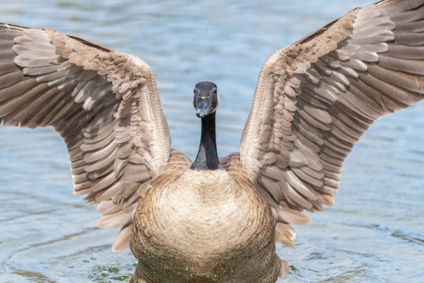 Canada good facing camera is spreading wings close up.