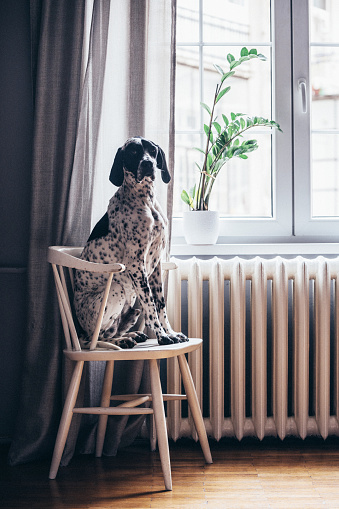 German shorthaired black and white pointer sitting on a white wooden chair by the window
