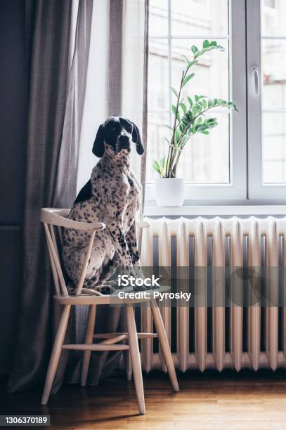 Germanshort Haired Pointer On A Wooden Chair Stock Photo - Download Image Now - Radiator - Heater, Dog, Home Interior