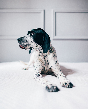 German shorthaired black and white pointer relaxses on the bed