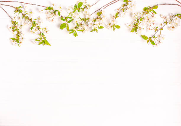 istock Blossoming cherry branches on a white wooden background. 1306371291