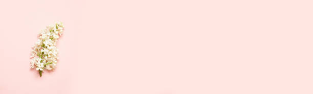 White lilac flowers on soft pink minimal background, copy space. Top view, banner for website.