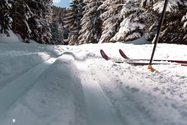 istock cross-country trail in a snowy winter forest 1306372140