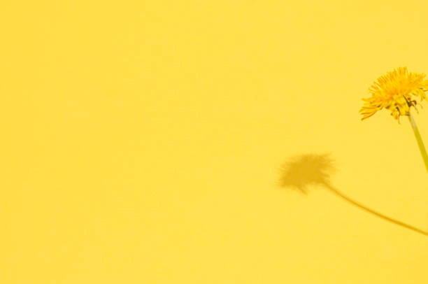 istock Dandelion flower with hard shadows on a yellow background. 1306372455