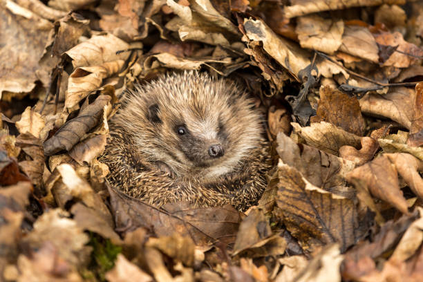 Hedgehog in Autumn leaves, waking up out of hibernation.  Eyes open.  Facing forward Hedgehog (Scientific name: Erinaceus Europaeus).  Wild, native, European hedgehog waking up from hibernation.  Facing forward in Autumn leaves.  Horizontal. Space for copy. hibernation stock pictures, royalty-free photos & images