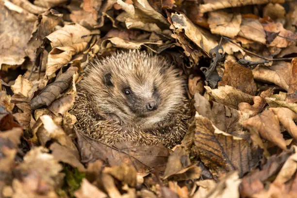 Hedgehog (Scientific name: Erinaceus Europaeus).  Wild, native, European hedgehog waking up from hibernation.  Facing forward in Autumn leaves.  Horizontal. Space for copy.
