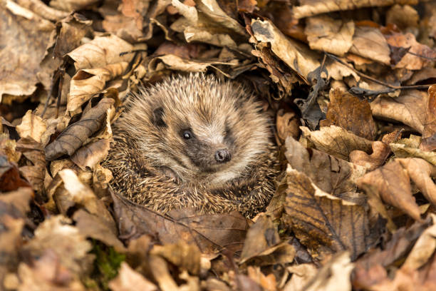 hedgehog in autumn leaves, waking up out of hibernation.  eyes open.  facing forward - hedgehog animal autumn nature imagens e fotografias de stock