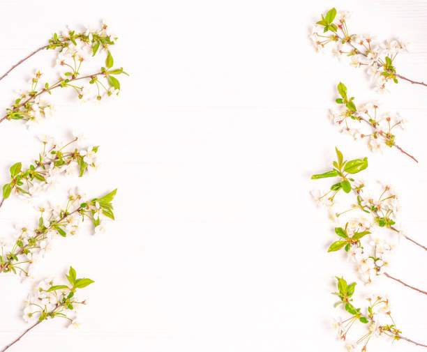 istock Spring branches of cherry blossoms with white flowers on a white background. 1306373753