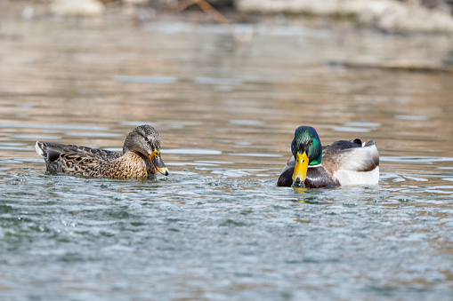 Mallard drake and hen pair floating in small pond