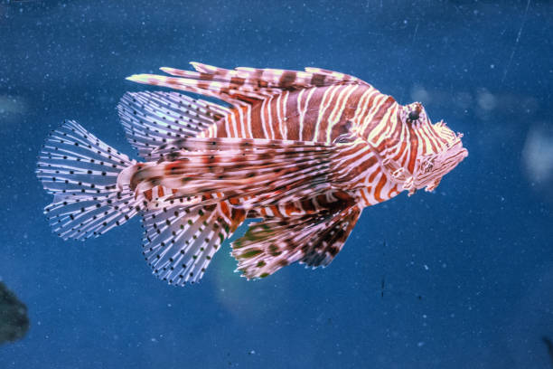 istock Lionfish Pterois volitans swims 1306373871