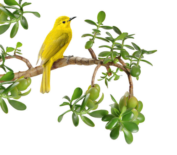 Yellow browed bulbul (Acritillas indica) sits on a Crassula Ovata branch. Floral greeting card