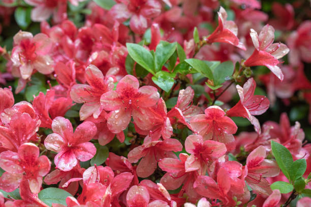 istock 'Desert Pink' Azalea Flowers with Waterdrops 1306375070