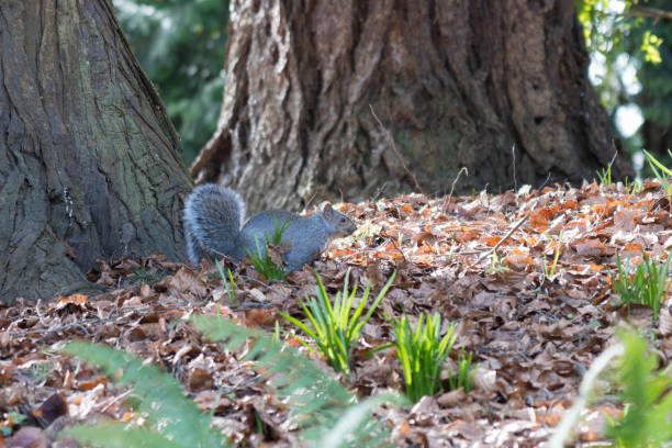 istock cute little grey squirrel in the park. 1306375165