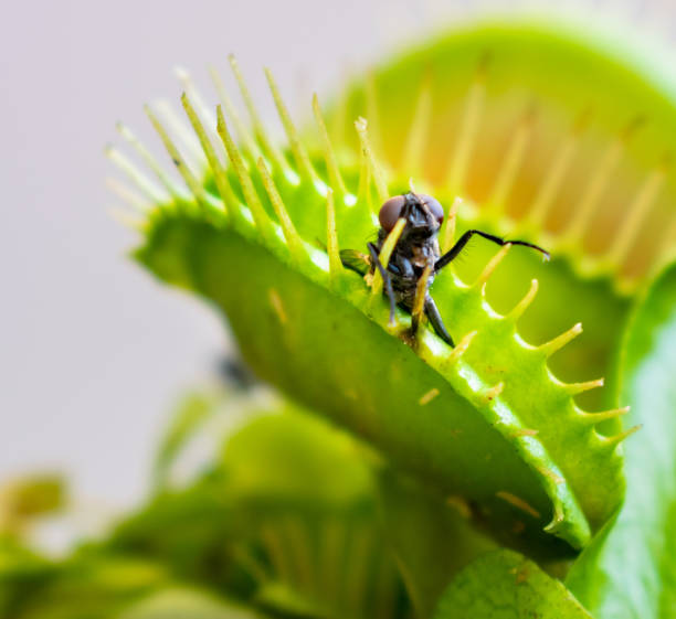 mosca de la casa siendo comido por venus fly trap planta - venus fly trap fotografías e imágenes de stock