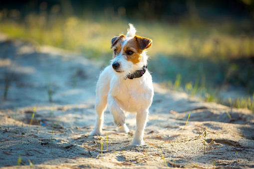 Cute happy jack russell terrier pet dog puppy listening in the grass. Spring, summer walking concept.