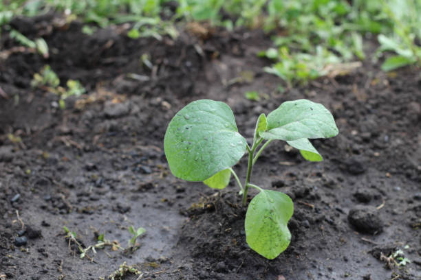 Можно ли выращивать баклажаны посевом в открытый грунт?